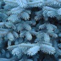 Picea engelmannii 'Glauca',30–40 cm