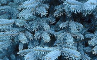 Picea engelmannii 'Glauca',30–40 cm