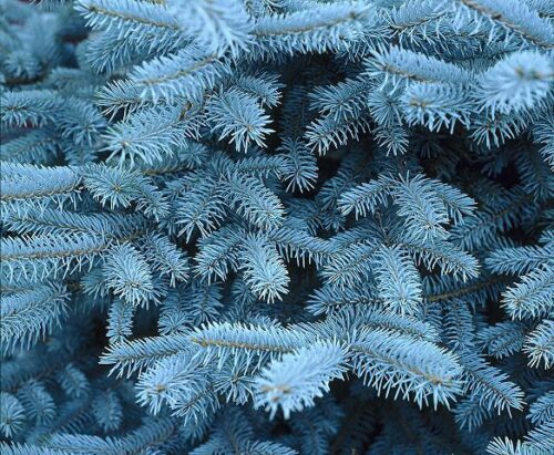 Picea engelmannii 'Glauca',30–40 cm - Obrázek 1