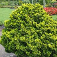 Chamaecyparis obtusa 'Aurora'