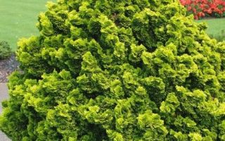 Chamaecyparis obtusa 'Aurora'