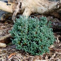 Chamaecyparis thyoides 'Blue Rock' 10–15 cm
