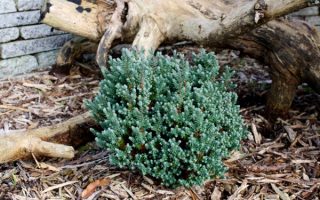 Chamaecyparis thyoides 'Blue Rock' 10–15 cm