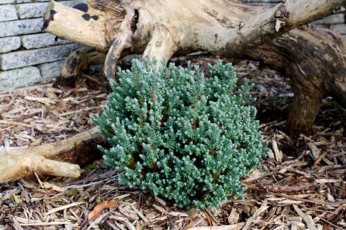 Chamaecyparis thyoides 'Blue Rock' 10–15 cm - Obrázek 1