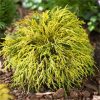 Chamaecyparis pisifera 'Sungold' - C2 l, v. 20-30 cm
