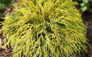 Chamaecyparis pisifera 'Sungold'