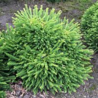 Cryptomeria jap. 'Dinger' 20–25 cm