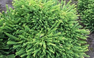 Cryptomeria jap. 'Dinger' 20–25 cm