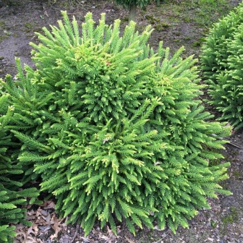Cryptomeria jap. 'Dinger' 20–25 cm - Obrázek 1