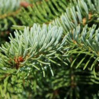 Picea omorika 125–150