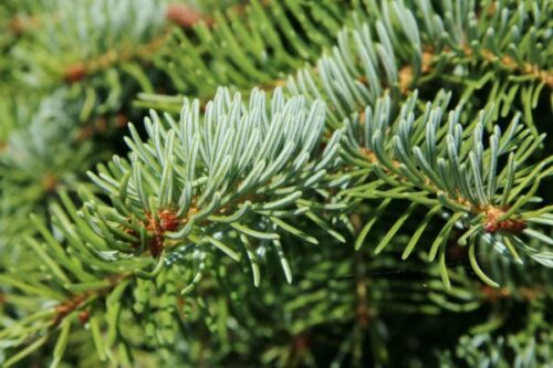 Picea omorika 125–150 - Obrázek 1