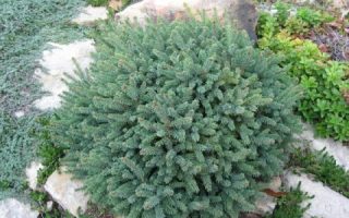 Picea glauca 'Echiniformis', 15–20 cm