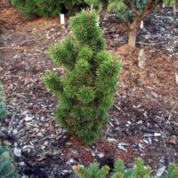 Pinus nigra Bonsai 'Kalouš' 40–50 cm