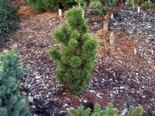 Pinus nigra Bonsai 'Kalouš' 40–50 cm - Obrázek 1
