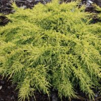 Juniperus pfitzeriana 'King of Sprig' 20–30 cm