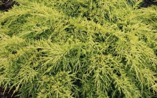 Juniperus pfitzeriana 'King of Sprig' 20–30 cm