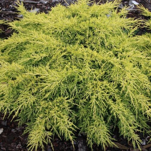 Juniperus pfitzeriana 'King of Sprig' 20–30 cm - Obrázek 1