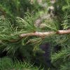 Larix kaempferi 'Diana' - Kontejner 4,5 l, v. 60-80 cm