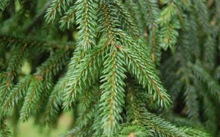 Picea orientalis 100–125 cm