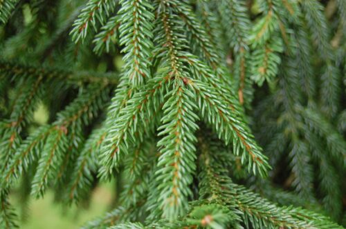 Picea orientalis 100–125 cm - Obrázek 1
