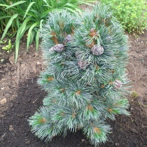 Pinus cembra Compacta 'Glauca' 30–40 cm, výška v dospělosti 5m - Obrázek 1