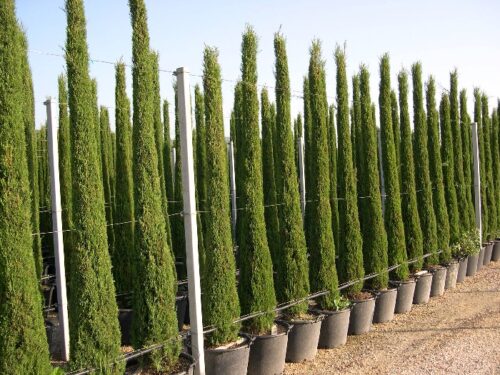 Cupressus semp. 'Totem',40–50 cm - Obrázek 1