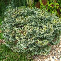 Picea omorika 'Horstmann' 60KM
