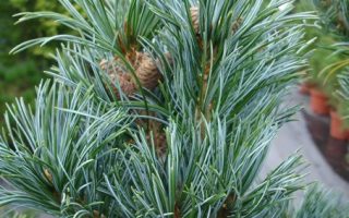 Pinus parviflora 'Glauca' 30–40 cm