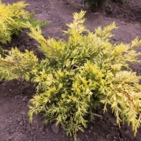 Juniperus media 'King of Spring', 20–25 cm