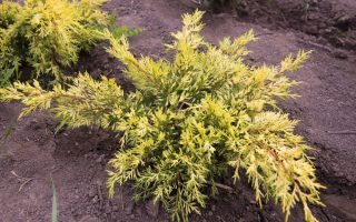 Juniperus media 'King of Spring', 20–25 cm