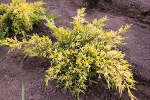 Juniperus media 'King of Spring', 20–25 cm - Obrázek 1