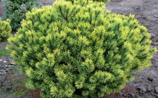 Pinus mugo 'Low Glow' 20–25 cm,  v. 60cm, š. 90cm