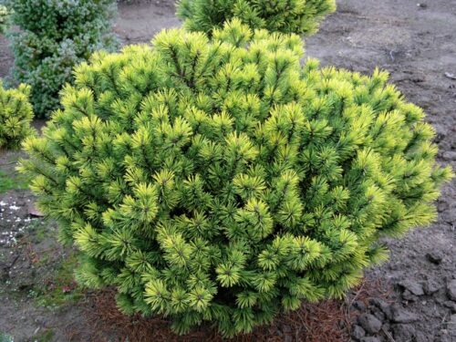 Pinus mugo 'Low Glow' 20–25 cm,  v. 60cm, š. 90cm - Obrázek 1
