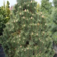 Pinus mugo 'Green Column' 40–50 cm, v. 2,5m, š. 1,5m