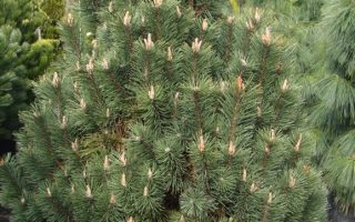 Pinus mugo 'Green Column' 40–50 cm, v. 2,5m, š. 1,5m