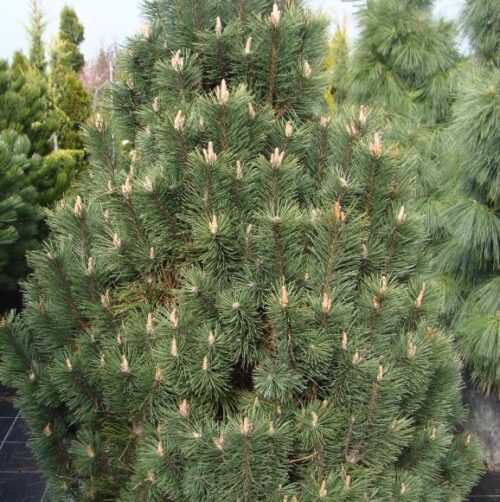 Pinus mugo 'Green Column' 40–50 cm, v. 2,5m, š. 1,5m - Obrázek 1