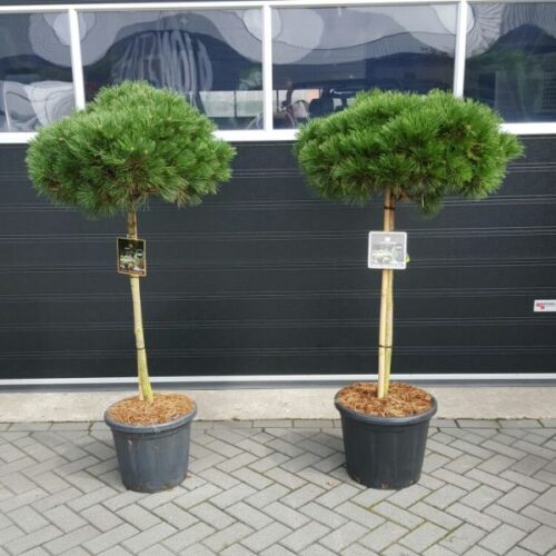 Pinus 'Brepo'® 25–30 cm, 30 KM - Obrázek 1