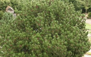 Pinus contorta 'Spaans Dwarf' 50–60, výška v dospělosti 1m