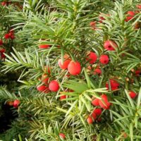 Taxus baccata 60–70 cm