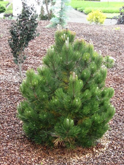 Pinus cembra 'Compacta Glauca' 50–60 cm, výška v dospělosti 5m - Obrázek 1