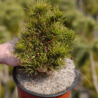 Pinus banksiana Schodick 40–50, výška v dospělosti 1m