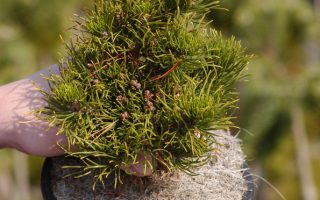 Pinus banksiana Schodick 40–50, výška v dospělosti 1m