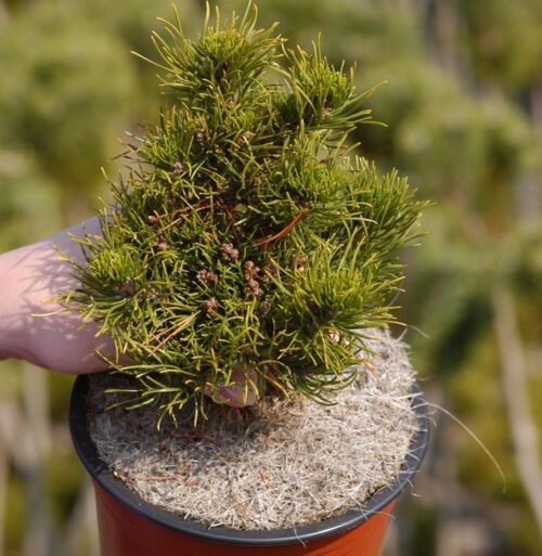 Pinus banksiana Schodick 40–50, výška v dospělosti 1m - Obrázek 1