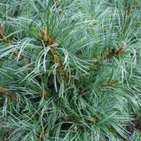 Pinus parviflora 'Schoon´s Bonsai' 20–30 cm