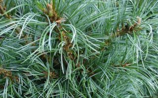 Pinus parviflora 'Schoon´s Bonsai' 20–30 cm