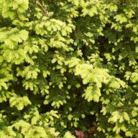 Taxus baccata 'Summergold' 20–30 cm