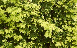 Taxus baccata 'Summergold' 20–30 cm