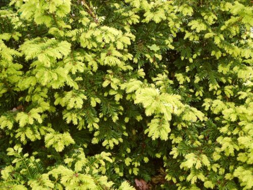 Taxus baccata 'Summergold' 20–30 cm - Obrázek 1