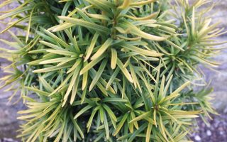Taxus baccata 'Ivory Tower' 40–50 cm