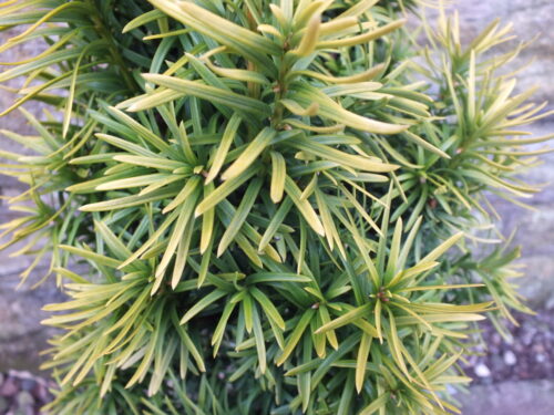 Taxus baccata 'Ivory Tower' 40–50 cm - Obrázek 1